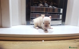 French Bulldog dogs for sale: New shade french bulldogs - Image 7