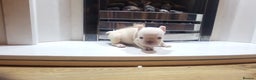 French Bulldog dogs for sale: New shade french bulldogs - Advert 21