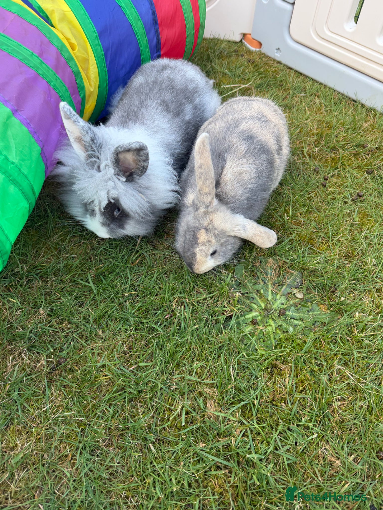 Lionhead rabbits Two rabbits for sale - Advert 7