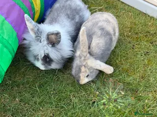 Lionhead rabbits Two rabbits for sale - Advert 7