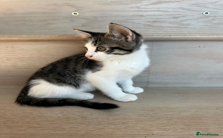 Mixed Breed cats - Advert 9