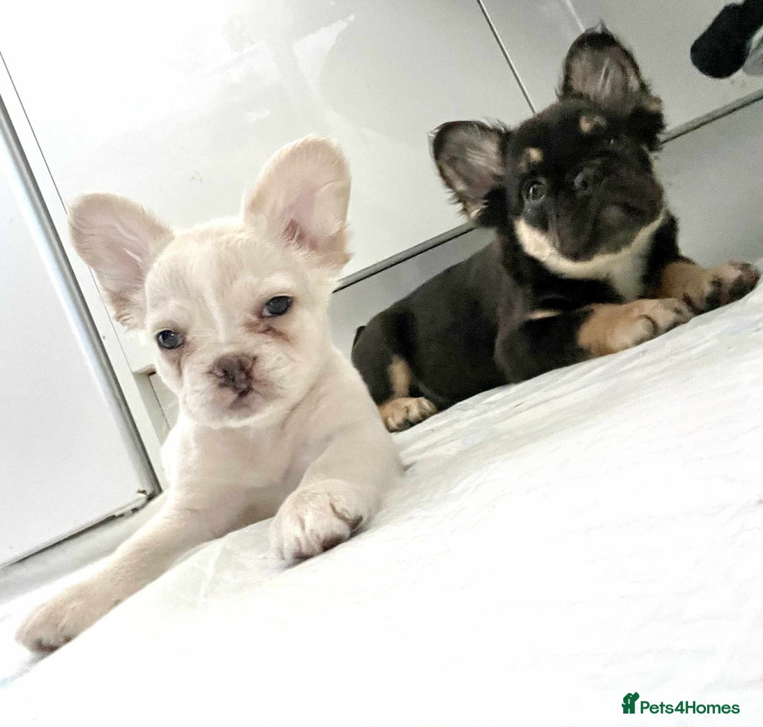 French Bulldog dogs for sale: Fluffy french bulldog for sale  - Advert 4