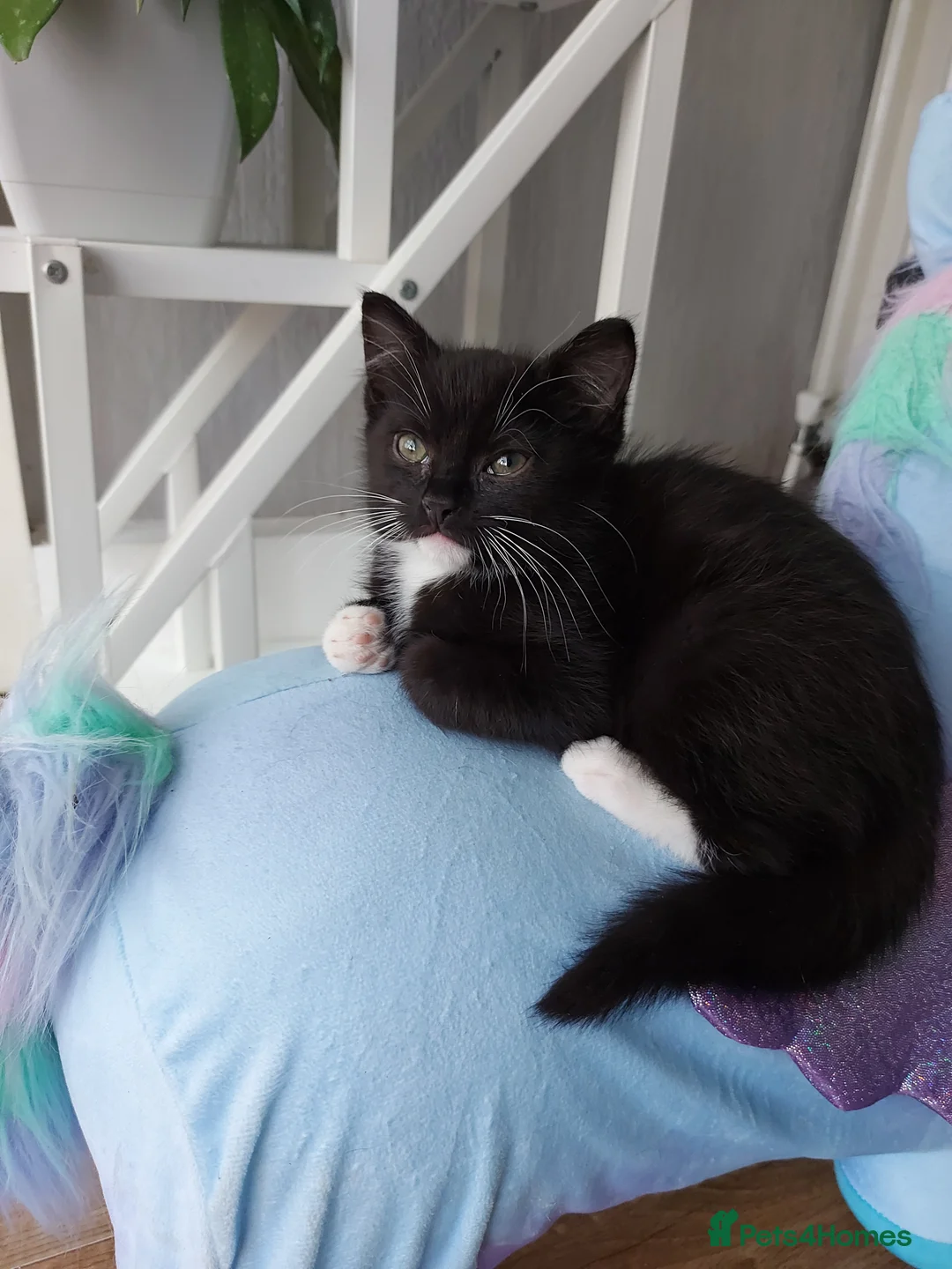 Mixed Breed cats for sale: 9 weeks old Cute kitten🐈‍⬛😍 - Advert 1