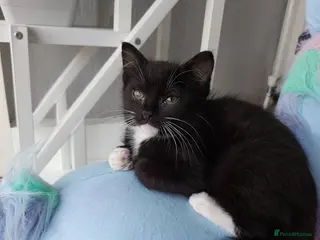 Mixed Breed cats 9 weeks old Cute kitten🐈⬛😍 - Advert 1