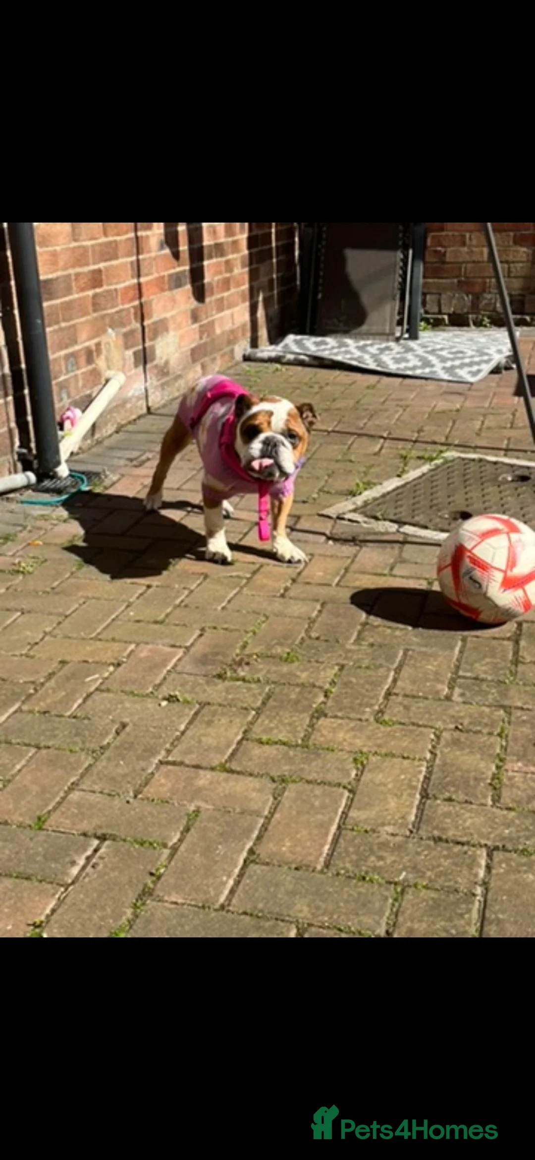 English Bulldog dogs for sale: Our beautiful girl Elsie  - Advert 3