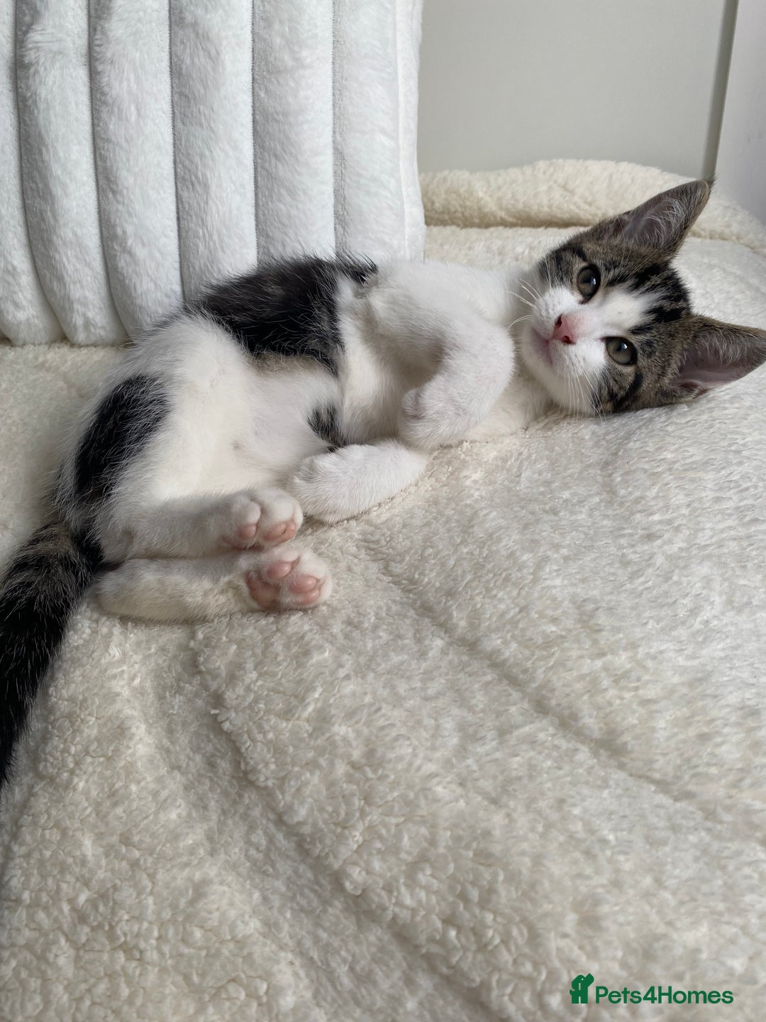 Domestic Shorthair cats for sale: Female kitten - Image 3