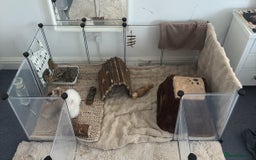Lionhead rabbits for sale: two friendly lionhead rabbits ,includes pen ect - Image 5
