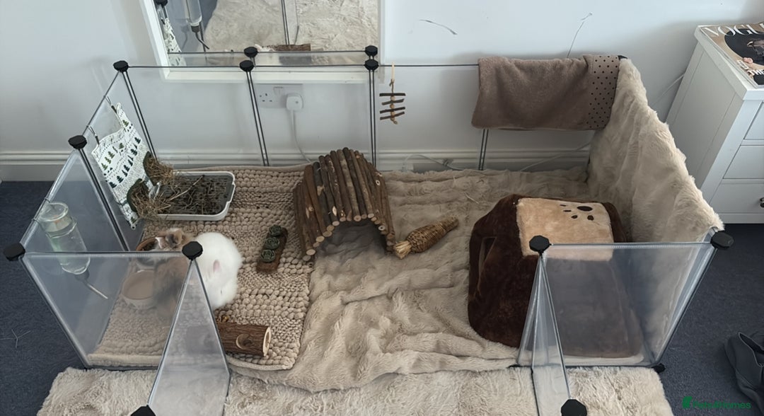 Lionhead rabbits for sale: two friendly lionhead rabbits ,includes pen ect - Image 5