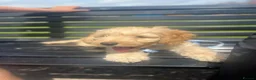 Cockapoo dogs for sale: Cockapoo puppy for sale – Cappuccino colour 🤎🤎 - Advert 3