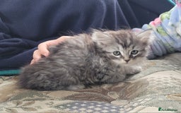 Siberian cats for sale: Hypoallergenic Traditional Siberian kittens  - Image 8