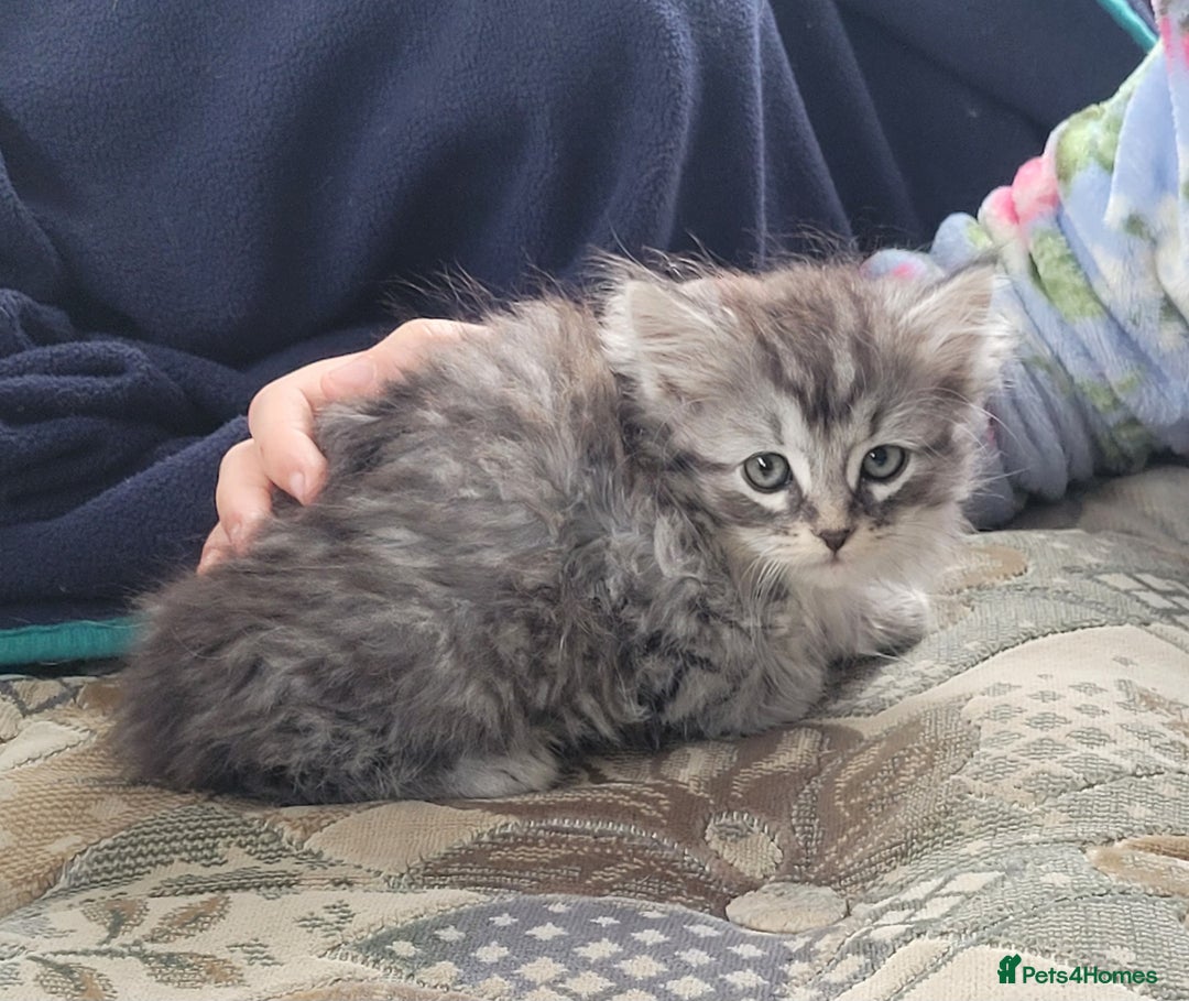 Siberian cats for sale: Hypoallergenic Traditional Siberian kittens  - Image 8