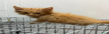 Ginger boy 