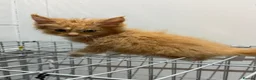 Maine Coon cats for sale: Maincoon kittens  - Advert 6