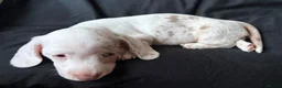 Miniature Dachshund dogs for sale: Stunning rare colours miniature dachshunds  - Advert 16