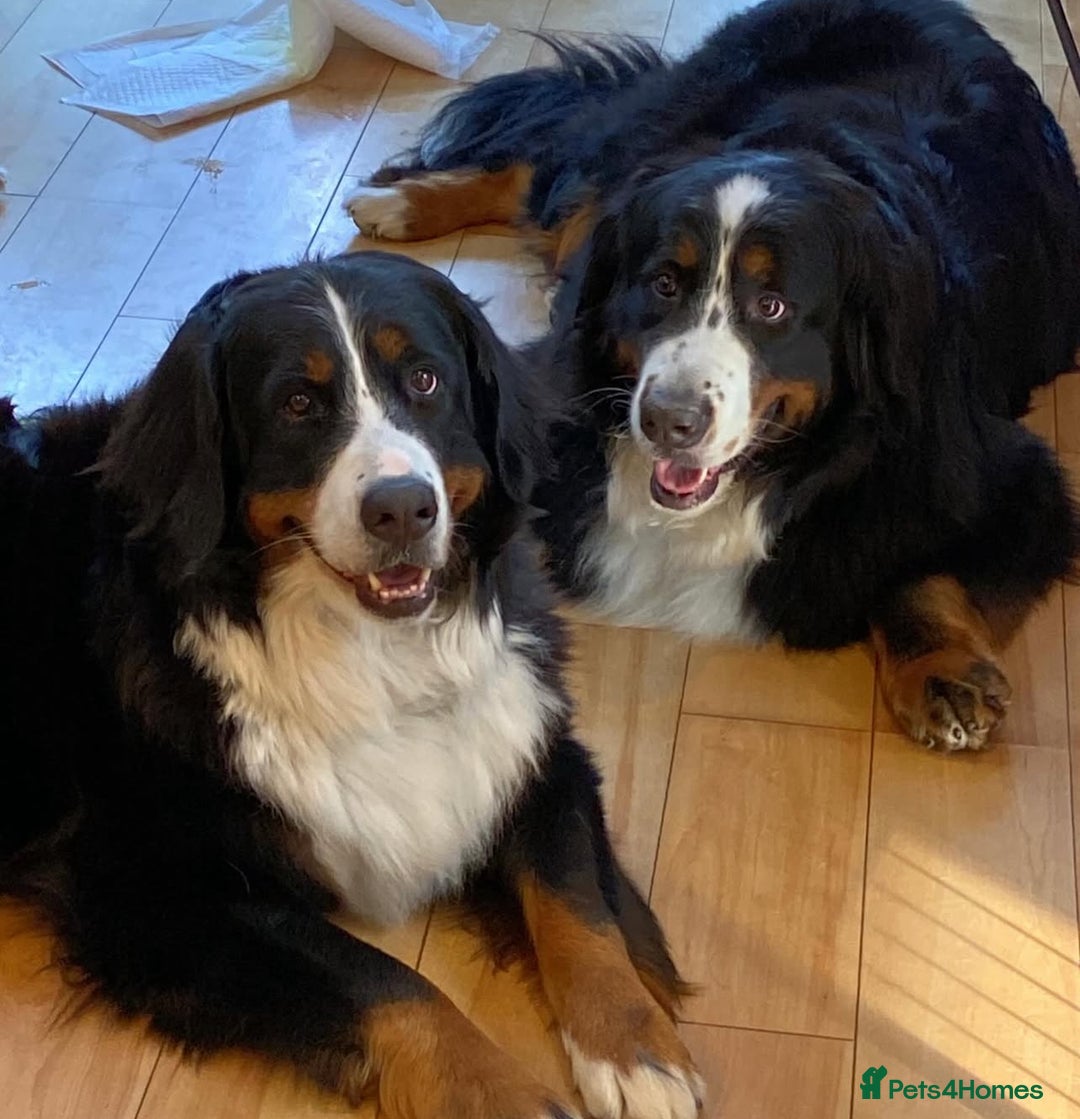 Bernese Mountain Dog dogs for sale: Bernese Mountain Dog Puppies - Image 13