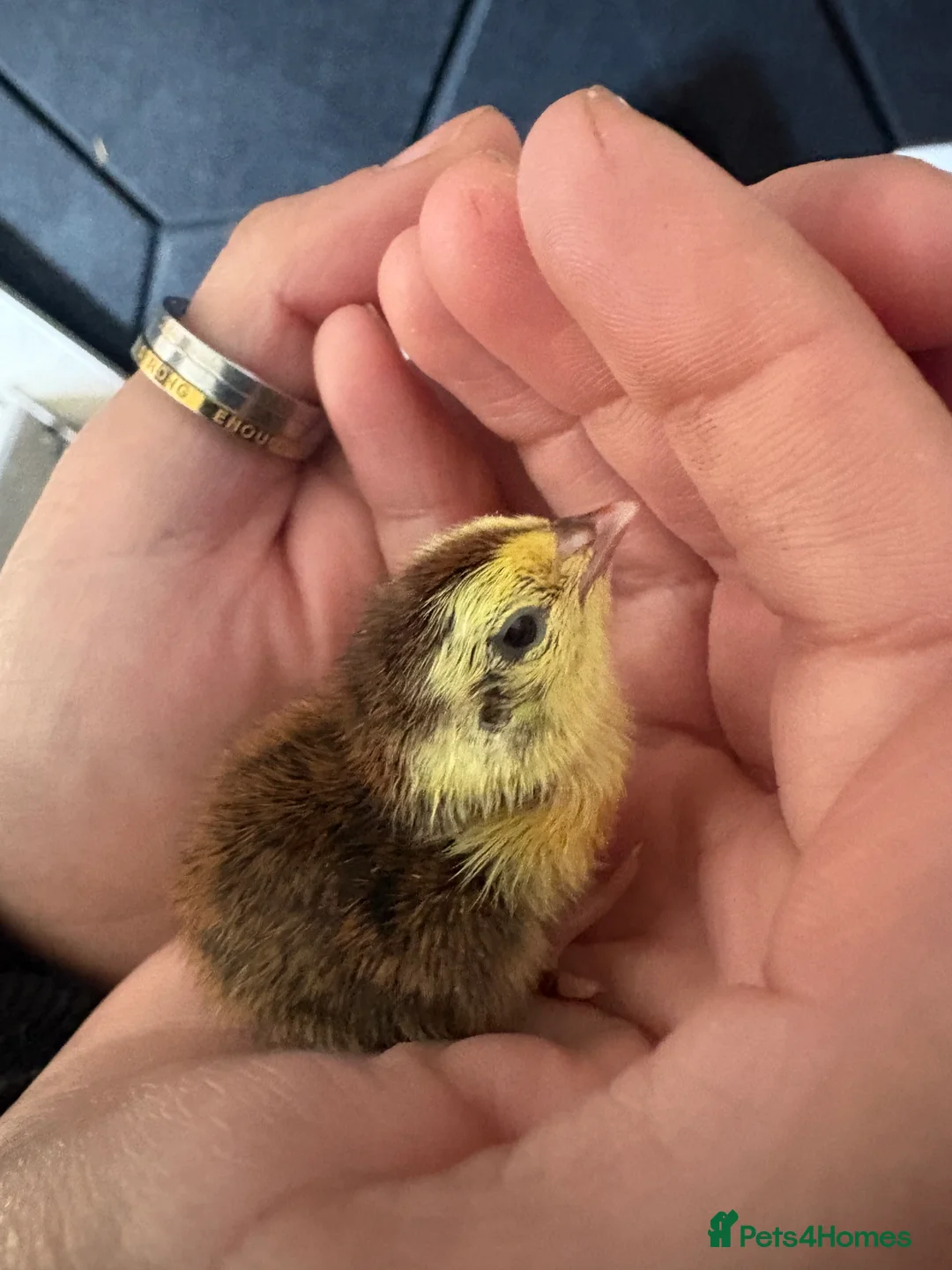 Quail poultry for sale: Days old Coturnix quail chicks  in Chester-le-Street - Advert 1