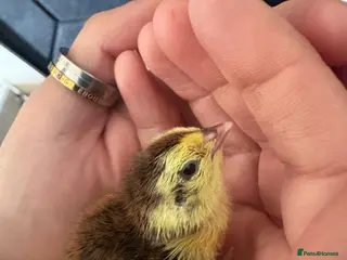 Quail poultry Days old Coturnix quail chicks in Chester-le-Street - Advert 5
