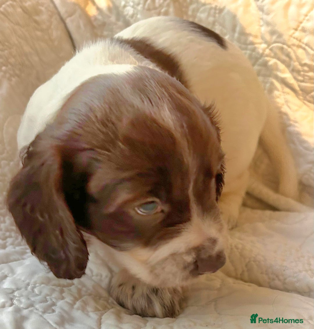 Cocker Spaniel dogs for sale: HEALTH CHECKED KC REG WORKING COCKER SPANIELS  - Advert 13