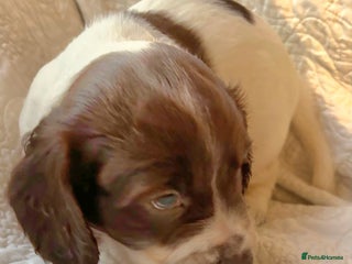 Cocker Spaniel dogs HEALTH CHECKED KC REG WORKING COCKER SPANIELS - Advert 16