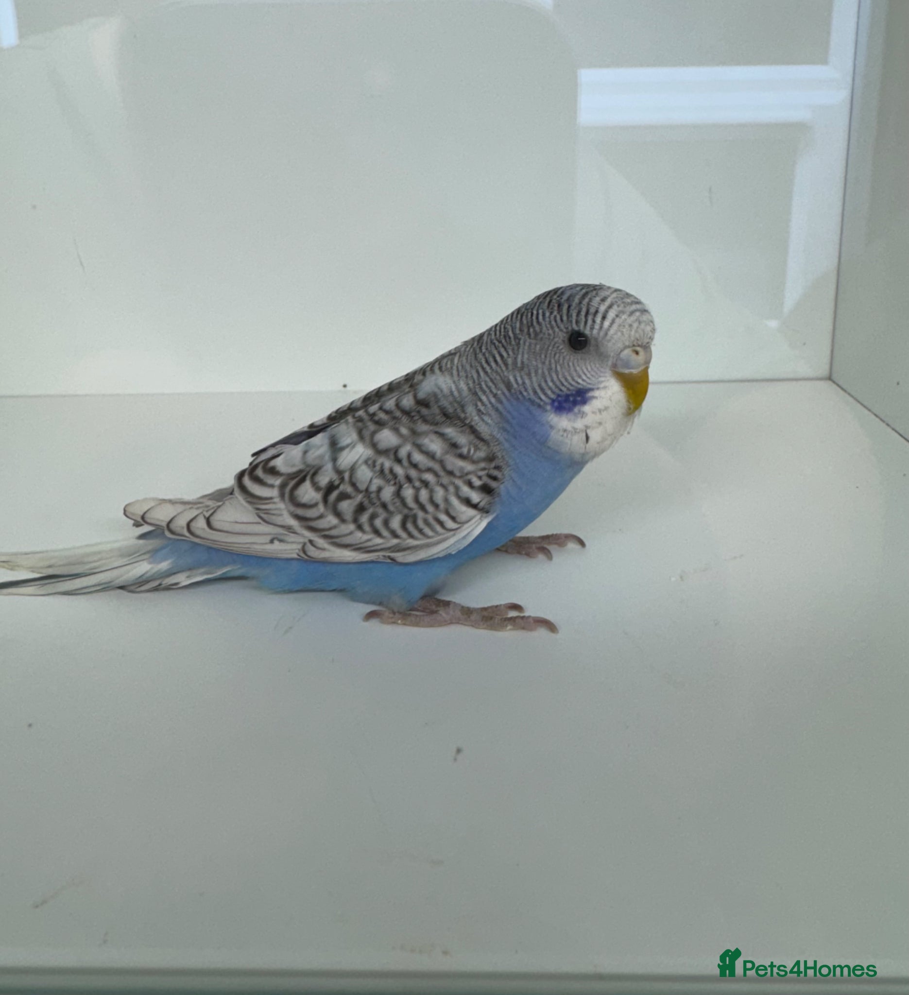 Budgerigars birds Beautiful Baby budgies for sale - Advert 13