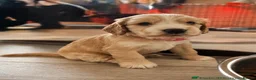 Cocker Spaniel dogs for stud: PROVEN STUD 100% show cocker, KC REG, Clear health - Advert 3