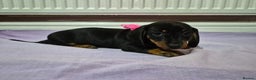 Miniature Dachshund dogs for sale: Hi beautiful mini dachshund for 5* home - Advert 7