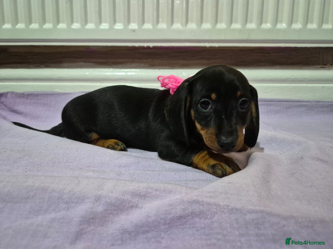 Miniature Dachshund dogs for sale: Hi beautiful mini dachshund for 5* home - Advert 7