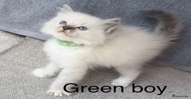 Ragdoll cats - Advert 14