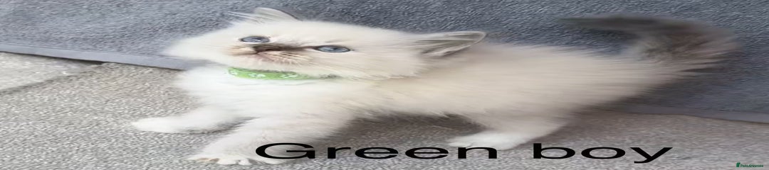 Ragdoll Kitten 3