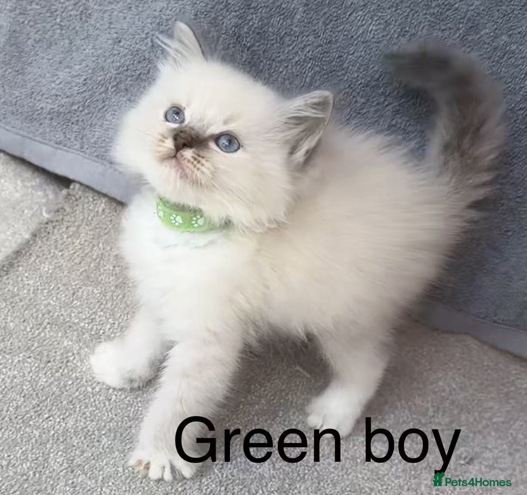 Ragdoll cats for sale: Ragdoll kittens for sale - Image 3