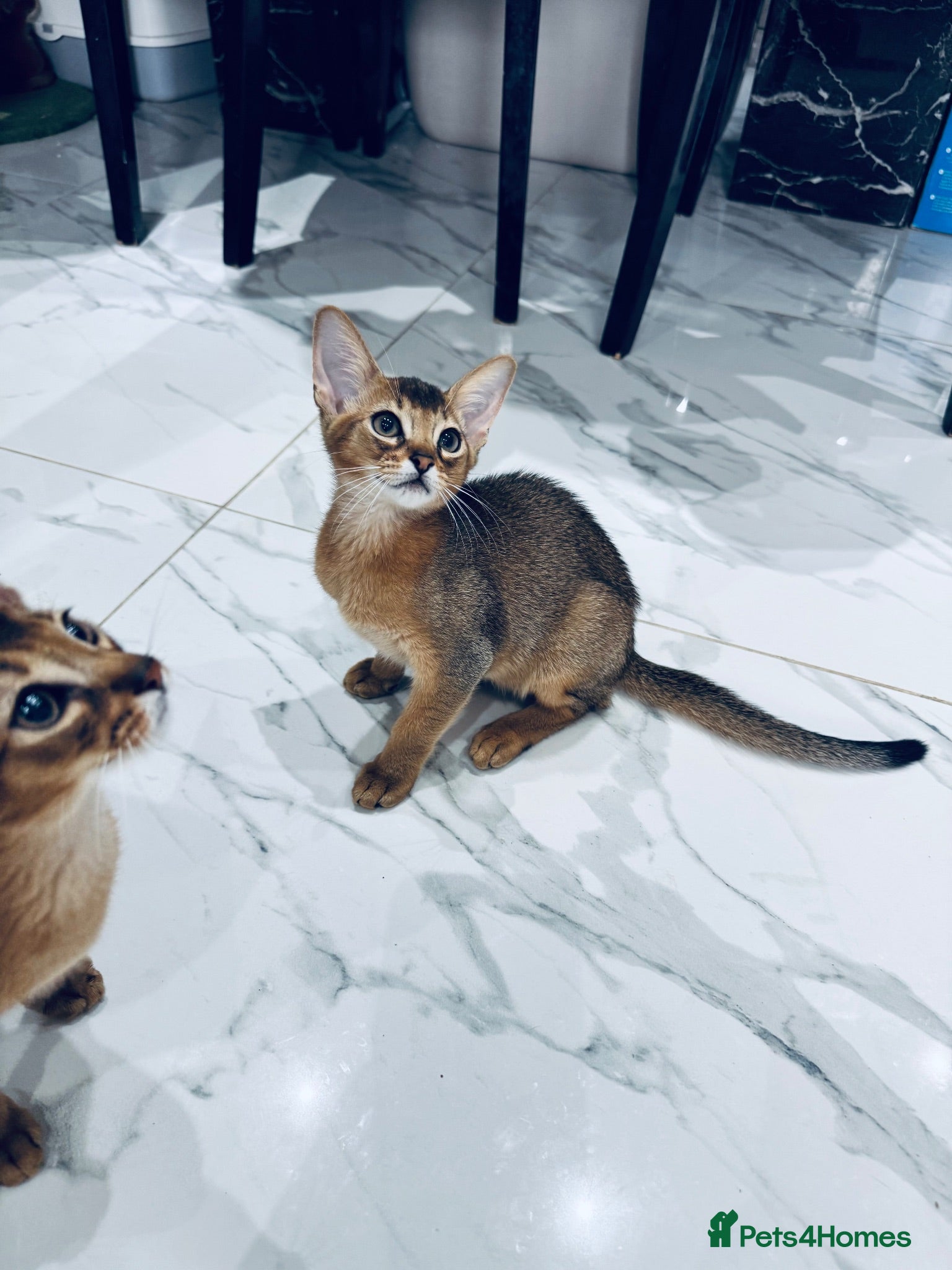 Abyssinian cats TICA registered girl left - Advert 1