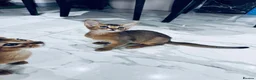 Abyssinian cats for sale: TICA registered boy and girl - Advert 7