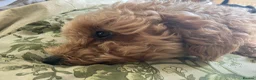 Poochon dogs for sale: Poochon puppies - ready start summer hols  - Advert 14