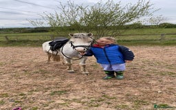 Welsh Section A horses for sale: Barbarossa dream time - Image 1