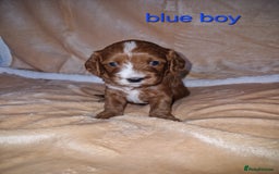 Cavapoo dogs for sale: Beautiful F1 cavapoo puppies - Image 12