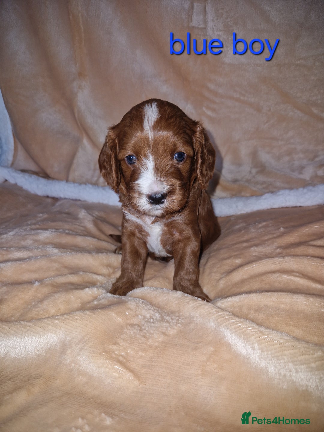 Cavapoo dogs for sale: Beautiful F1 cavapoo puppies - Image 12
