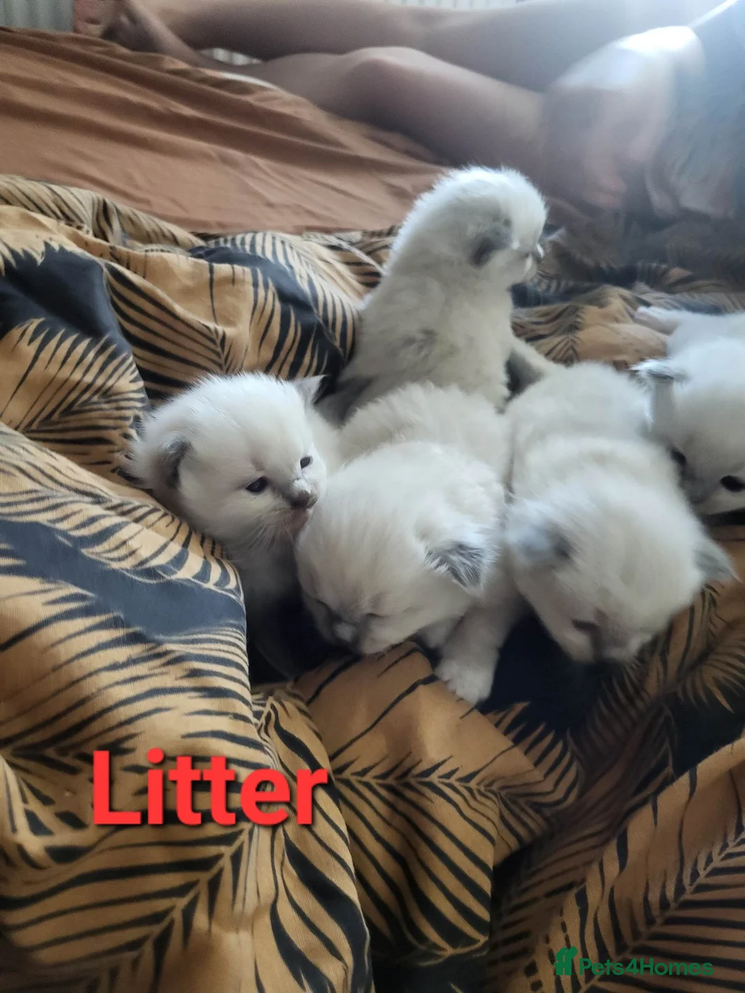 Ragdoll cats for stud: BEAUTIFUL BLUE POINT LARGE STUD RAGDOLL in Preston - Advert 11