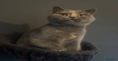 British Shorthair cats - Advert 6