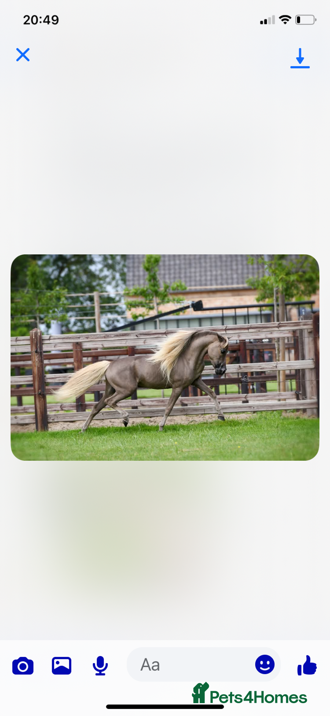 Miniature horses for sale: AMHA/AMHR SHOW STALLION  - Image 7