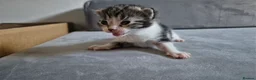 Mixed Breed cats for sale: Amazing family kittens - Advert 33
