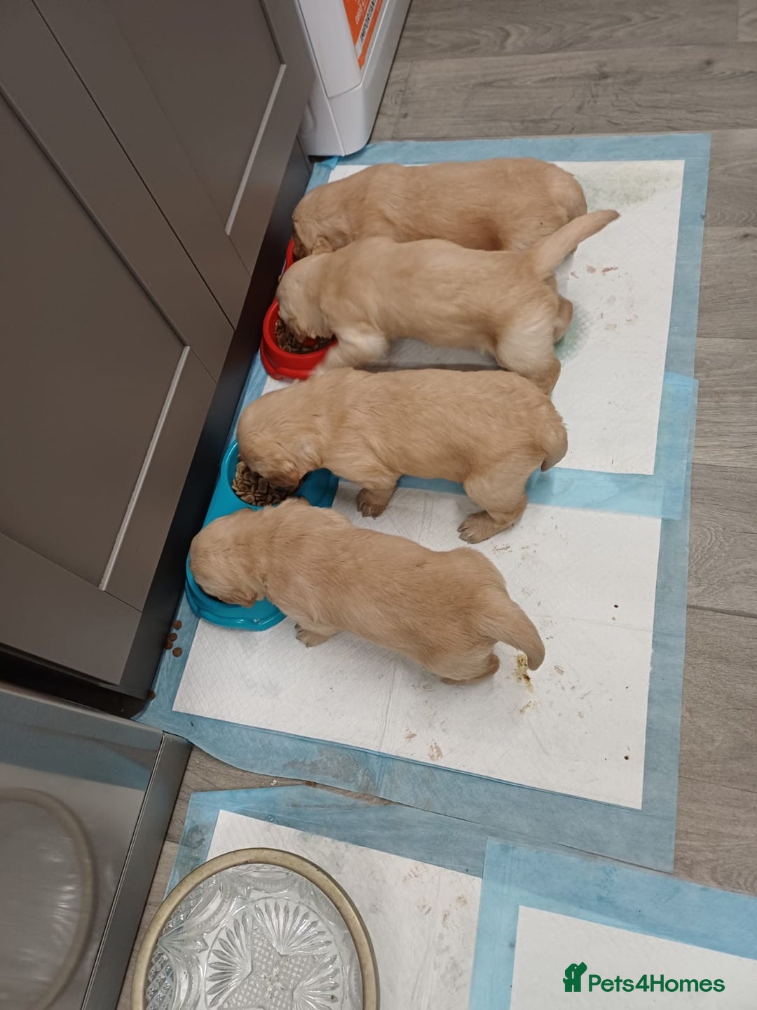 Golden Retriever dogs for sale: Golden retrievers  - Advert 11