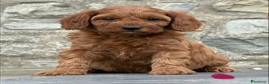 Cavapoo Puppy 5
