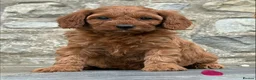 Cavapoo dogs for sale: Fox red&  dark peach cavapoo’s reared with love. - Advert 11