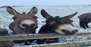 Donkey livestock - Advert 16