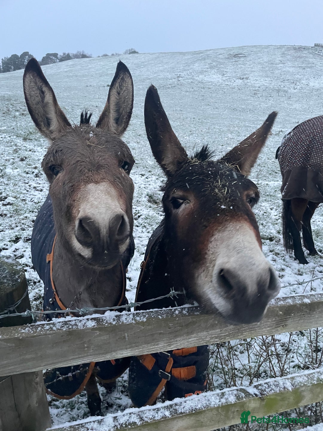 Donkey livestock for sale: 2 donkeys for sale - Image 2