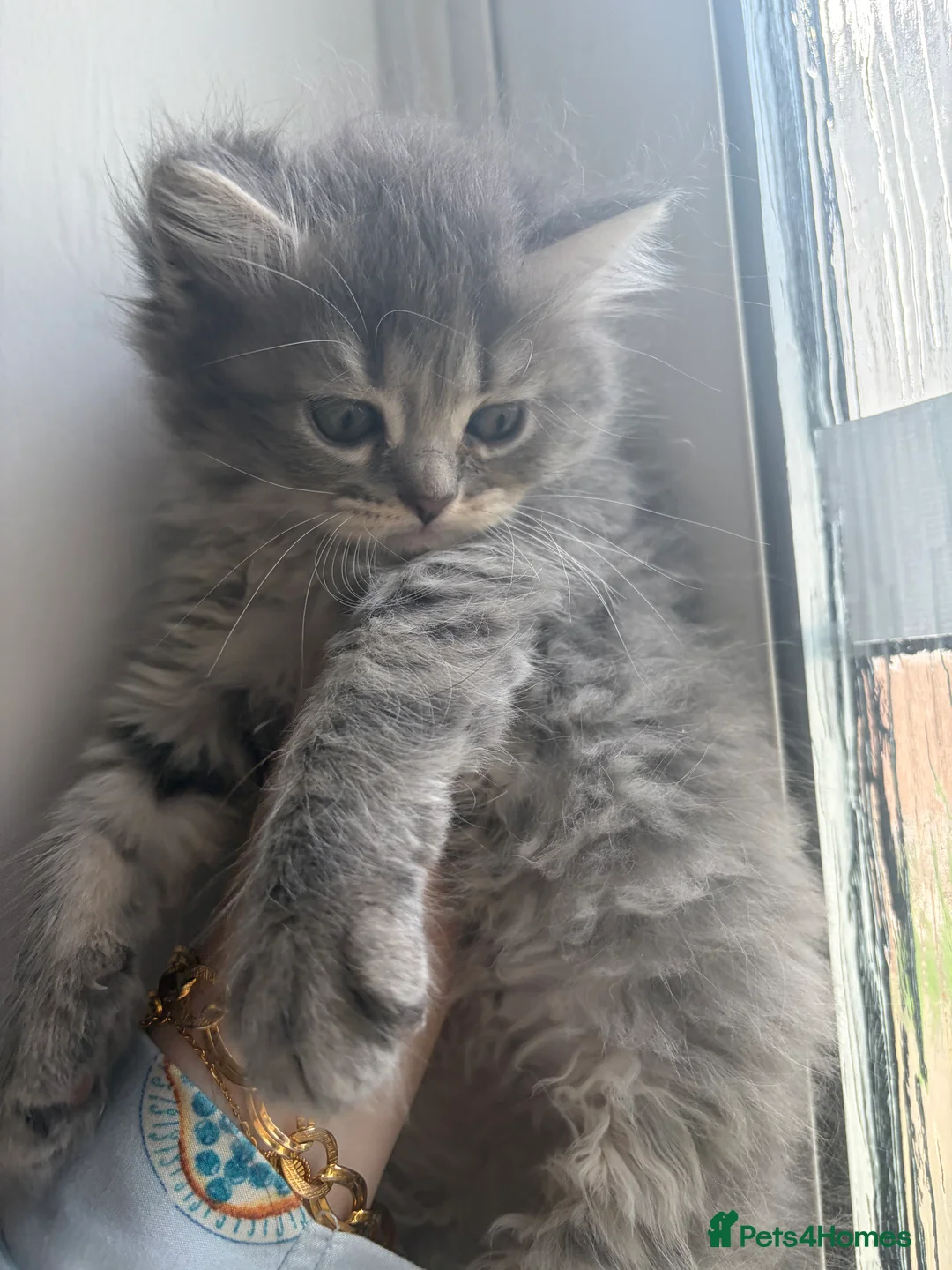 Mixed Breed cats for sale: Scottish Fold X Norwegian fox - Advert 41