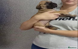 Great Dane dogs for sale: KC Reg Great Dane Female  - Image 14