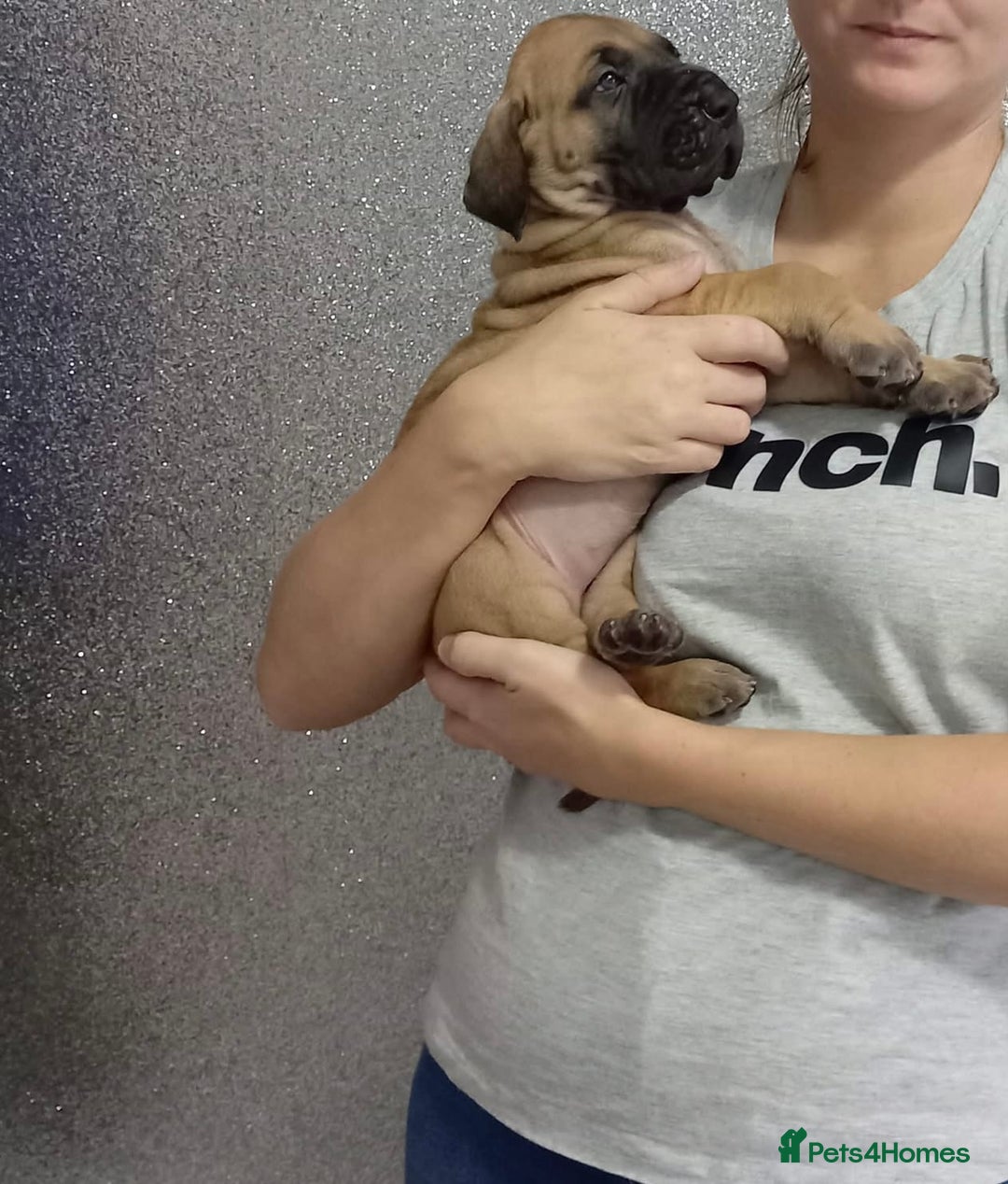 Great Dane dogs for sale: KC Reg Great Dane Female  - Image 14