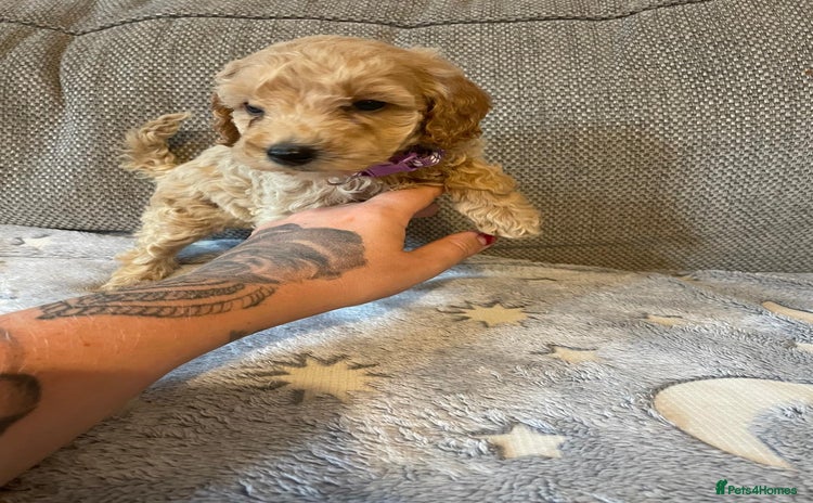Cockapoo dogs - Advert 6