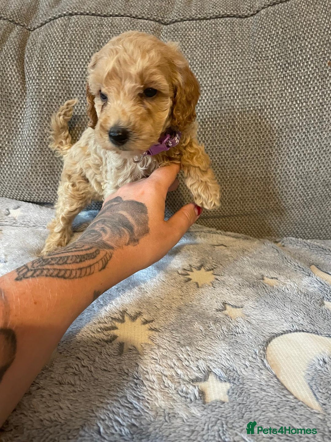 Cockapoo dogs for sale: Cockapoo puppies  - Image 6